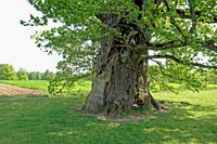Kaive Senci oak